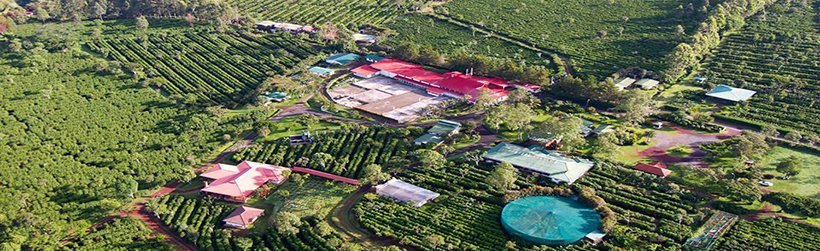 Doka Coffee Tour y Volcan Poas